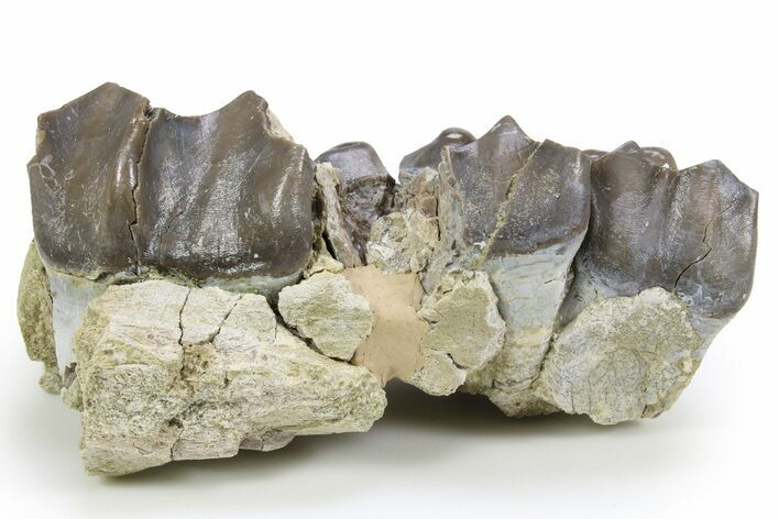 Fossil Titanothere (Megacerops) Partial Maxilla - South Dakota #300033